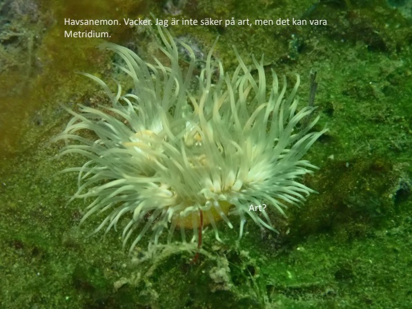Vacker havsanemon i Kämpersvik. Foto David Kleppenes
