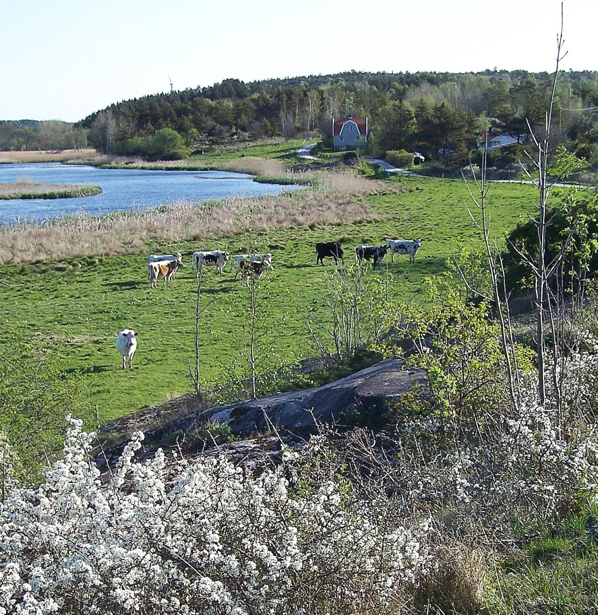 Kor vid Ejgdetjärnet Foto: Jan-Erling Ohlson